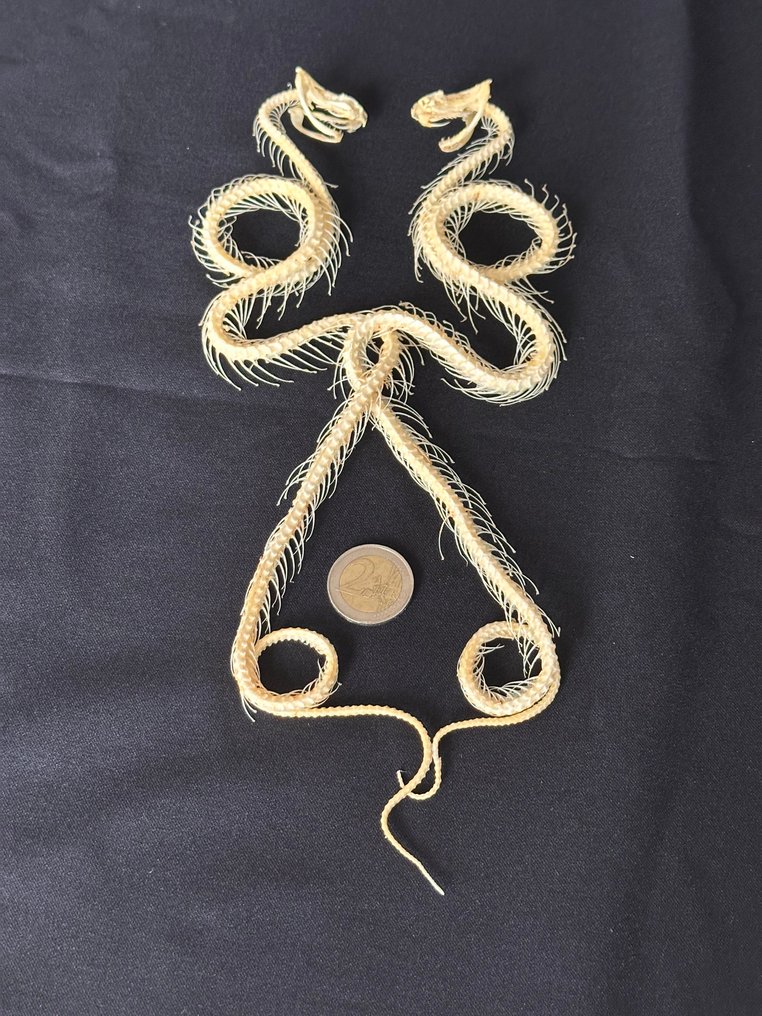 Serpente Allestimento tassidermico a corpo intero - Trimeresurus albolabris - 3 cm - 13 cm - 32 cm - Specie non CITES - 1 #4.3