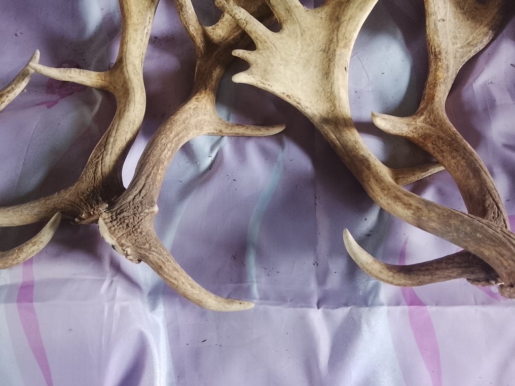 Deer Horns - daim Dama dama - 0 cm - 0 cm - 0 cm- Non-CITES species - (6) #4.3
