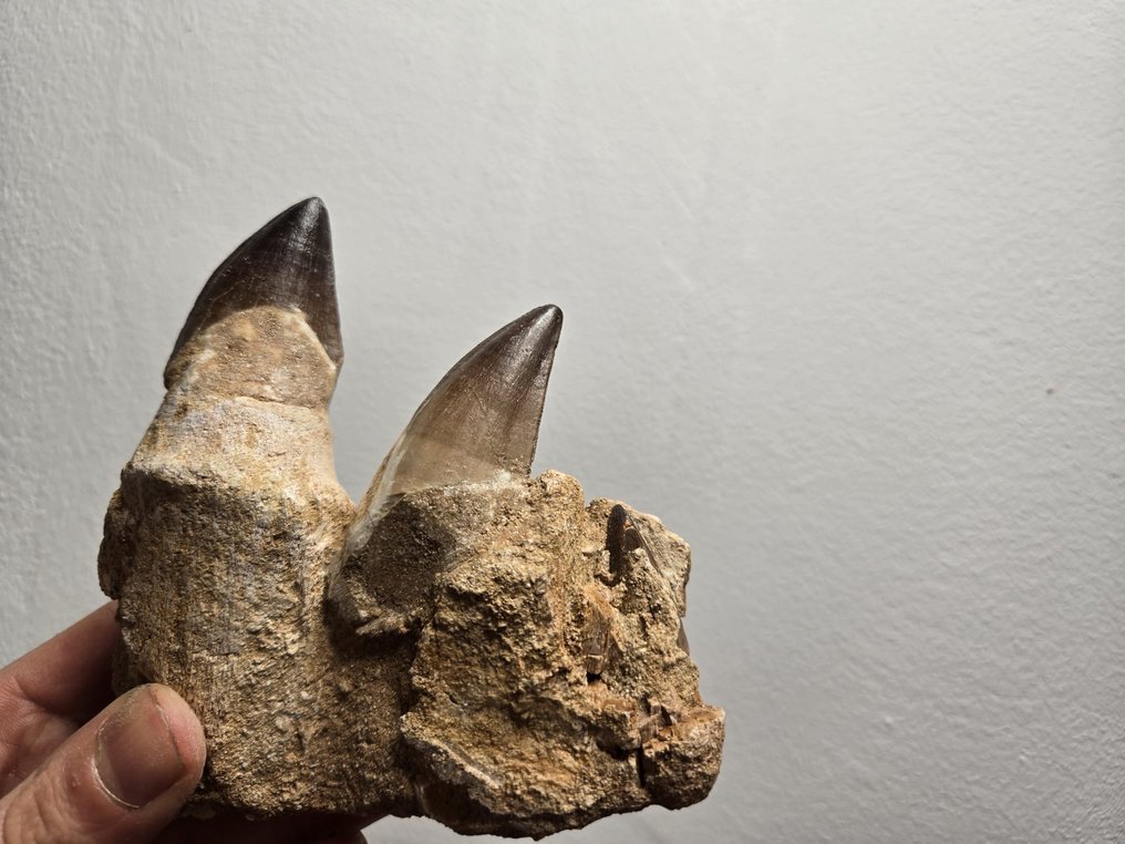 Mosasaurus - Fossiele tanden - 10 cm - 12 cm  (Zonder Minimumprijs) #3.2