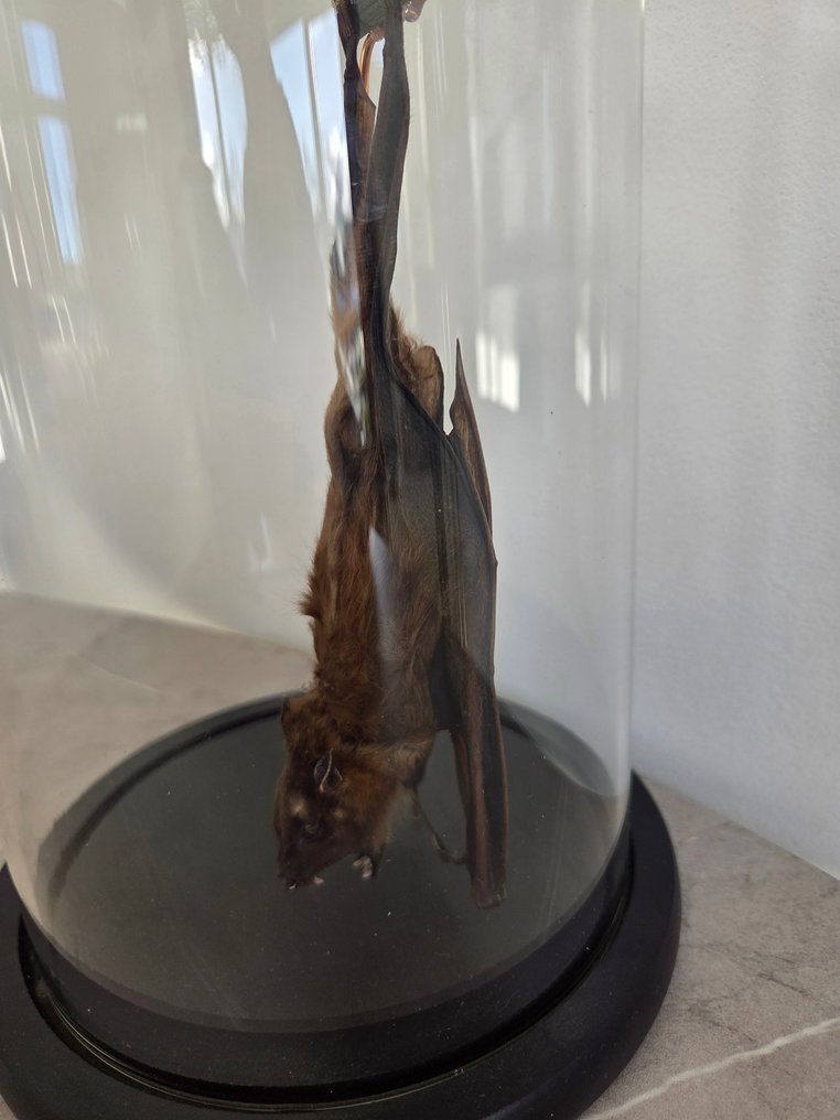 Pipistrello Allestimento tassidermico a corpo intero - Pteropodidae - 30 cm - 16 cm - 16 cm - Specie non CITES - 1 #1.0