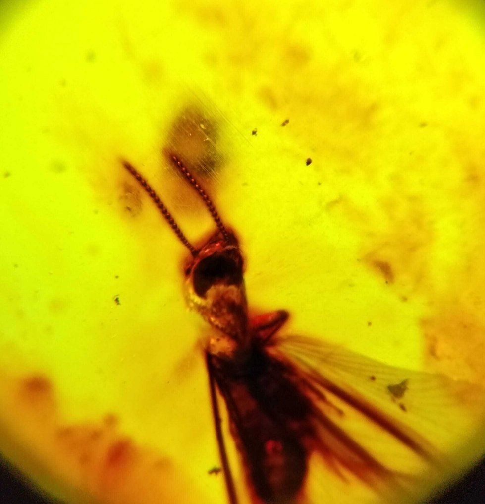 FOSSIL-UTROLIG!! Dominikansk rav - 80 kr - Gratis frakt- 16 g #3.2