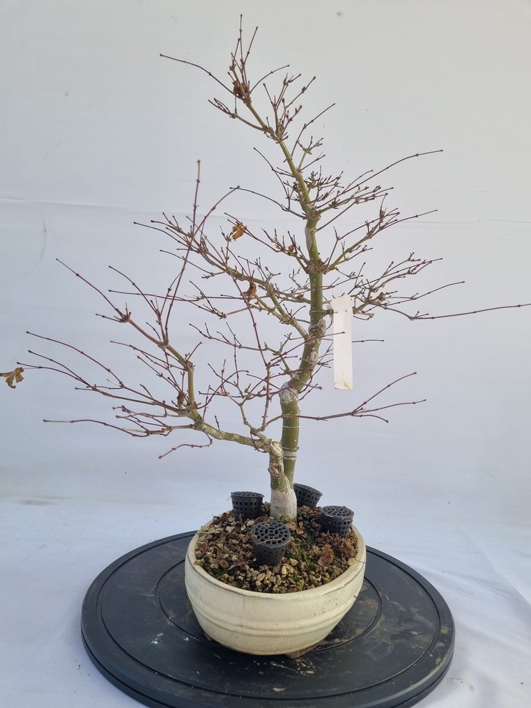 Japanese maple bonsai (Acer palmatum) - Height (Tree): 50 cm - Depth (Tree): 30 cm - Japan #4.3
