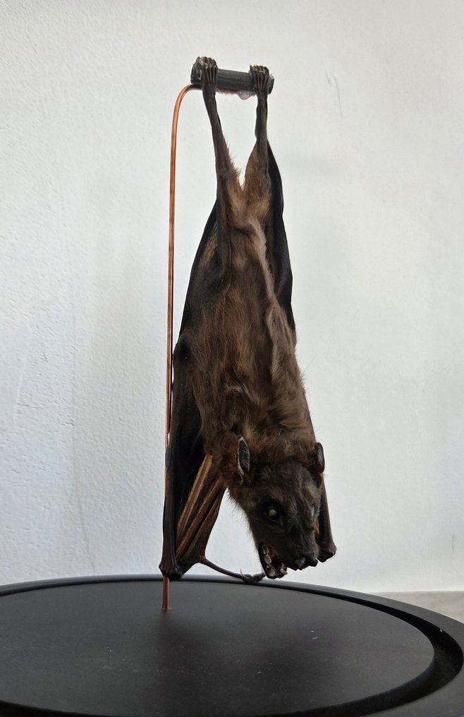 Pipistrello Allestimento tassidermico a corpo intero - Pteropodidae - 30 cm - 16 cm - 16 cm - Specie non CITES - 1 #2.1