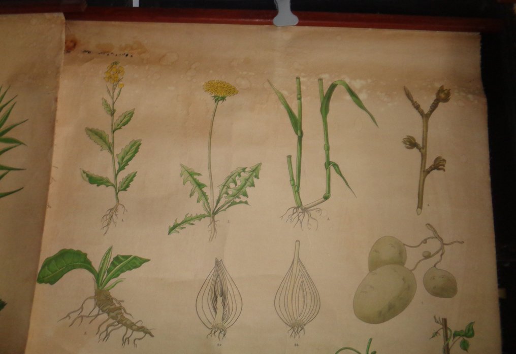 Racines-Tiges-Feuilles - 带孔的学校海报 - 学校地图 (3) - 可卷式海报 - 黄麻纤维, 纸 #3.2