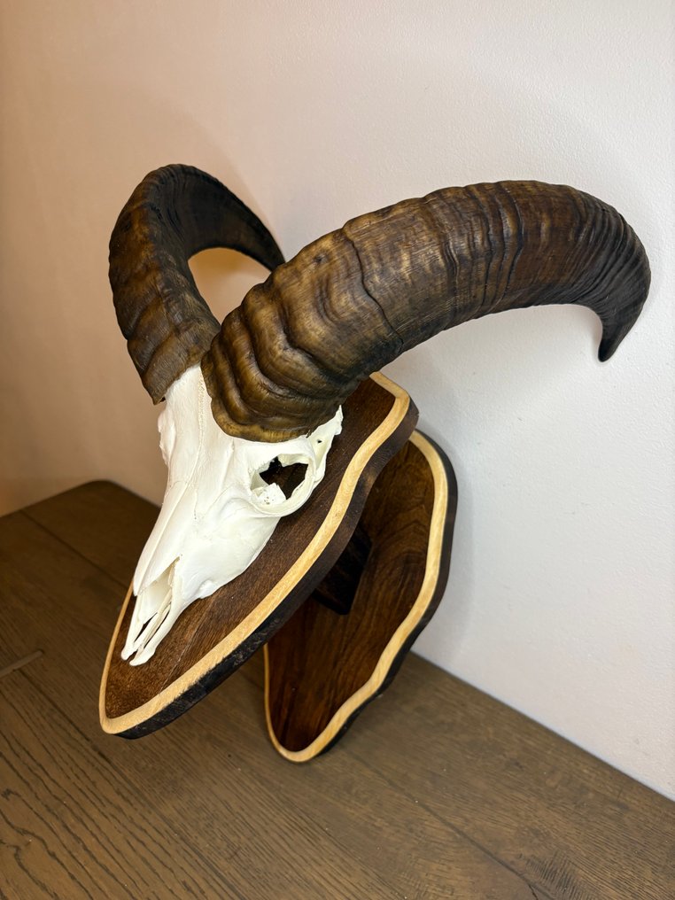 Muflone Cranio di mammifero - Ovis gmelini - 50 cm - 40 cm - 25 cm- Specie non CITES - (1) #2.1