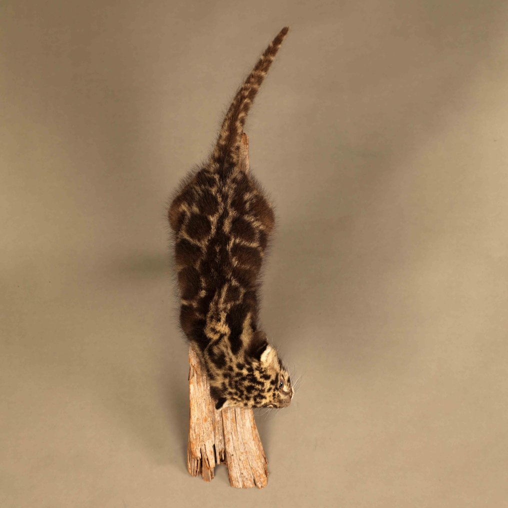 云豹 动物标本剥制全身支架 - Neofelis nebulosa - with EU trading certificate - commercial usage - 27 cm - 47 cm - 20 cm - CITES附录I - 欧盟附件A - 1 #2.1