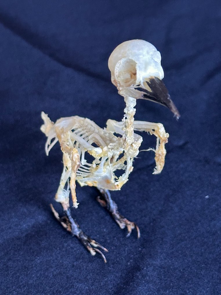 Picchio Allestimento tassidermico a corpo intero - Dendrocopos macei - 10 cm - 4 cm - 8 cm - Specie non CITES #2.1