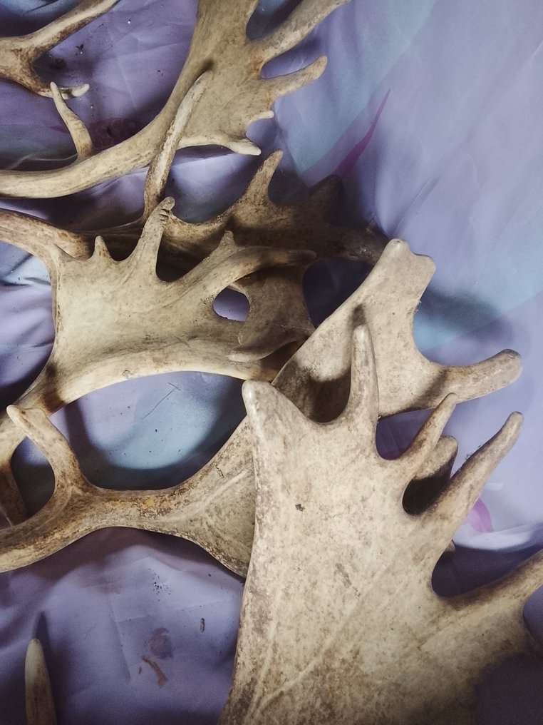 Deer Horns - daim Dama dama - 0 cm - 0 cm - 0 cm- Non-CITES species - (6) #3.2