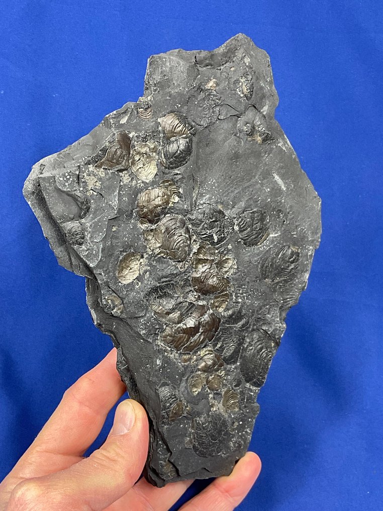Beautiful matrix with bivalves - Fossilised plant - Pseudomytiloides dubius - 22 cm - 16 cm  (No Reserve Price) #1.0