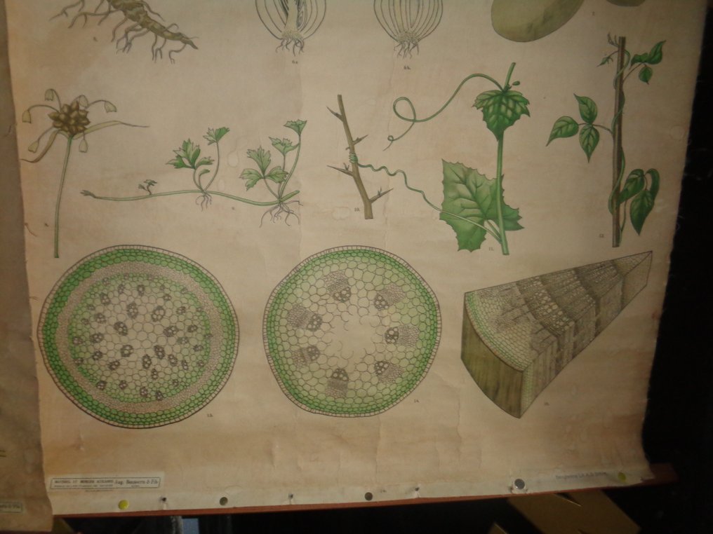 Racines-Tiges-Feuilles - 带孔的学校海报 - 学校地图 (3) - 可卷式海报 - 黄麻纤维, 纸 #4.3