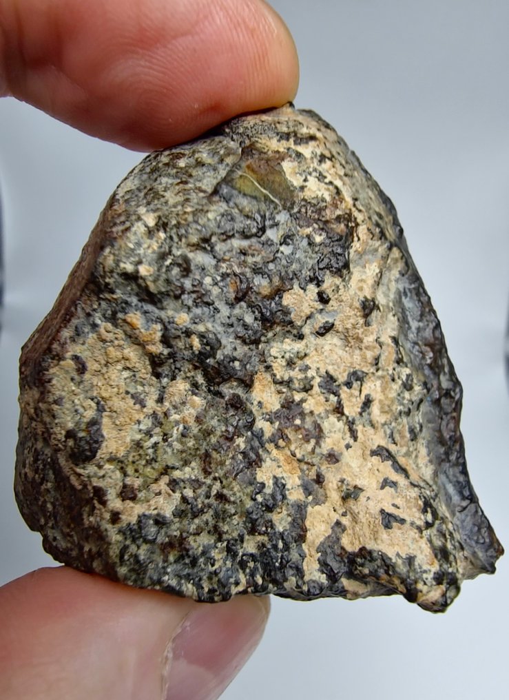 NWA 869 Meteorite, L3-6 The most famous chondrite. - 66.77 g #2.1