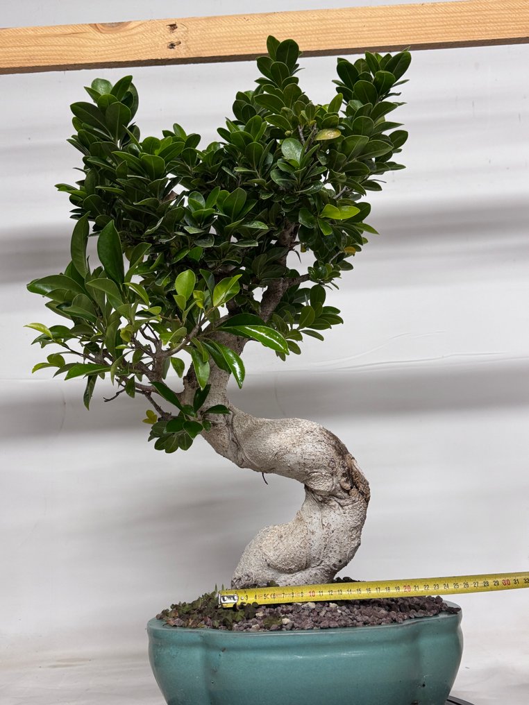 Fig tree bonsai (Ficus) - Magasság (fa): 70 cm - Mélység (fa): 25 cm - Kína #3.2