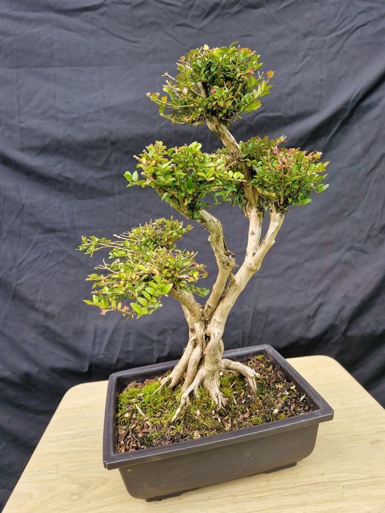 Bonsai Lonicera Nitida - Height (Tree): 26 cm - Depth (Tree): 23 cm - France #1.0