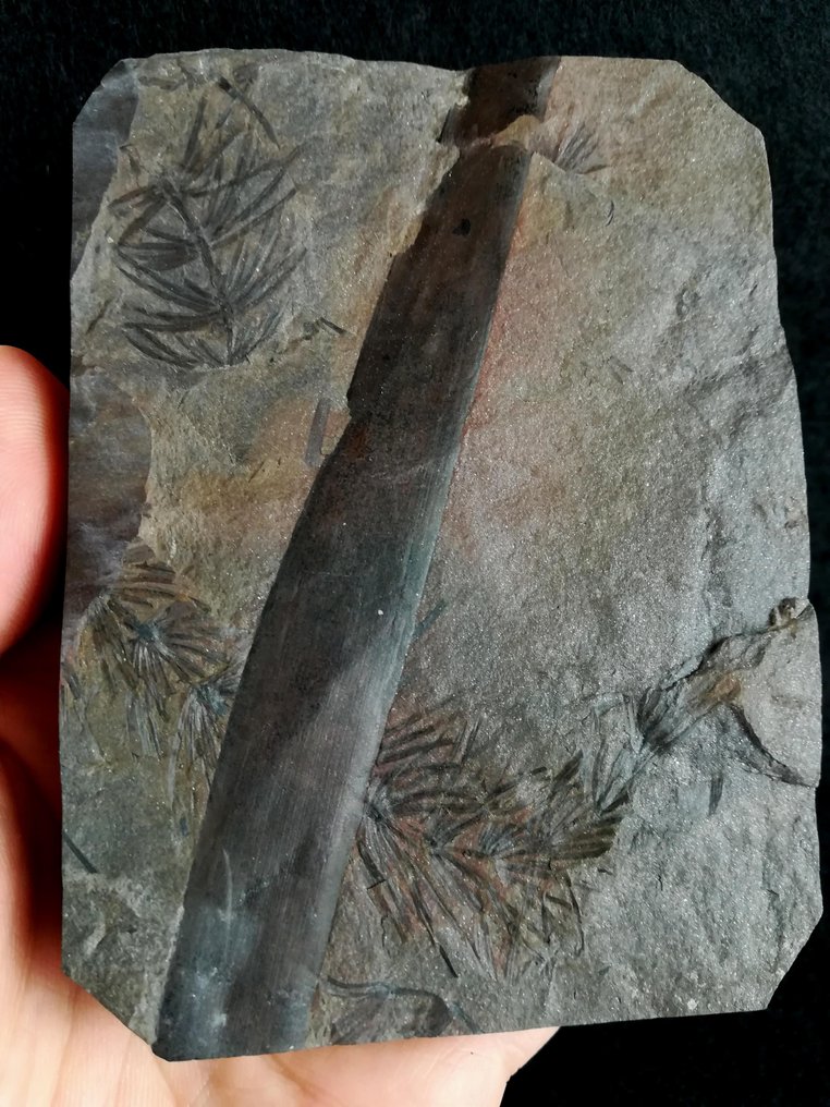 Fóssil de planta com preservação excepcional!! - Cola de cavalo (equisetales) + caule - Animal fossilizado - Asterophyllites equisetiformis (SCHLOTHEIM; BRONGNIART, 1828) - 108 mm - 80 mm (Sem preço de reserva) #1.0