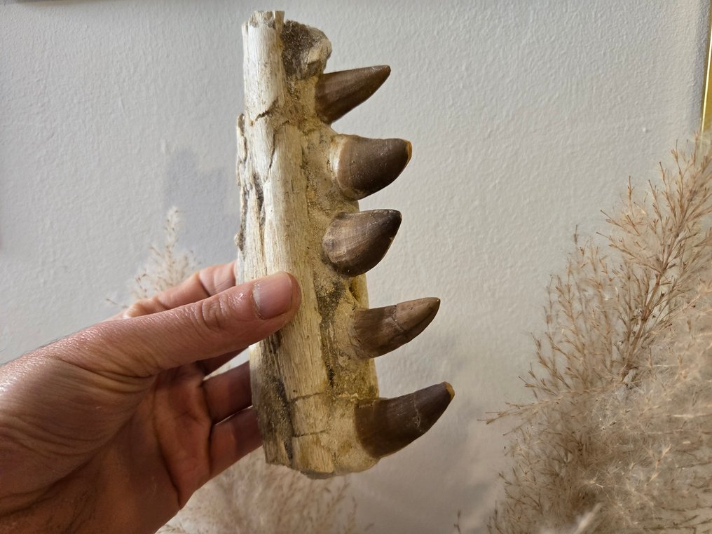 Mosasaurus - Gefossiliseerde kaak - 16 cm - 8.5 cm (Zonder Minimumprijs) #2.1