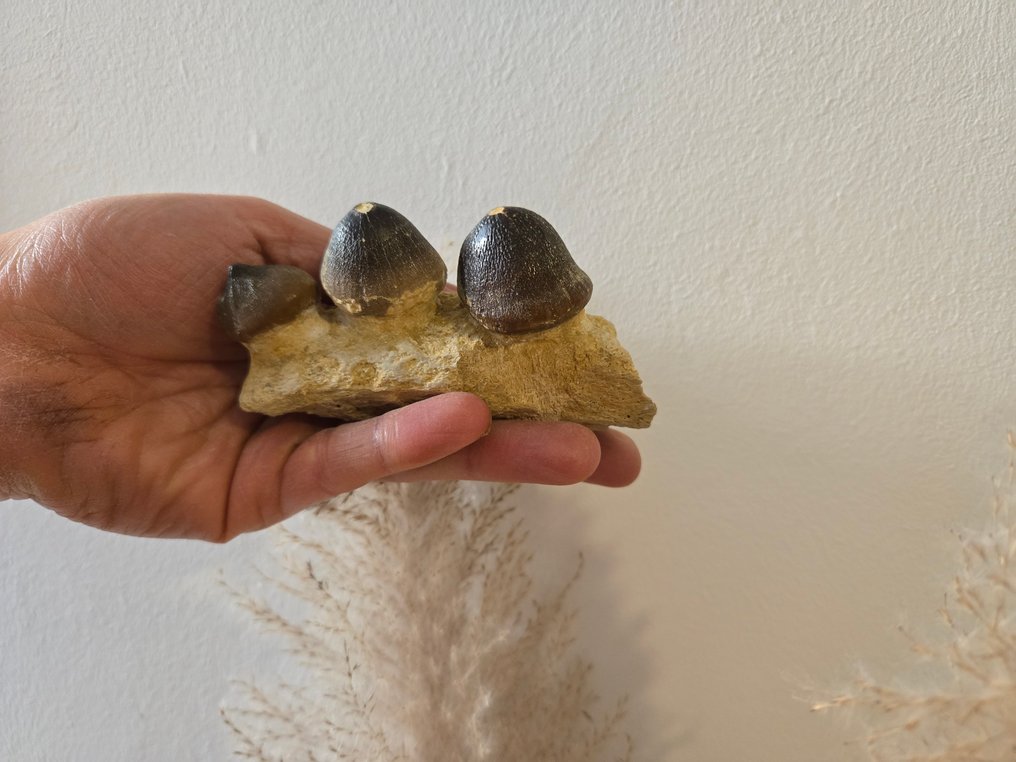 Mosasaur - Fossil teeth - 10 cm - 6 cm  (No Reserve Price) #2.1