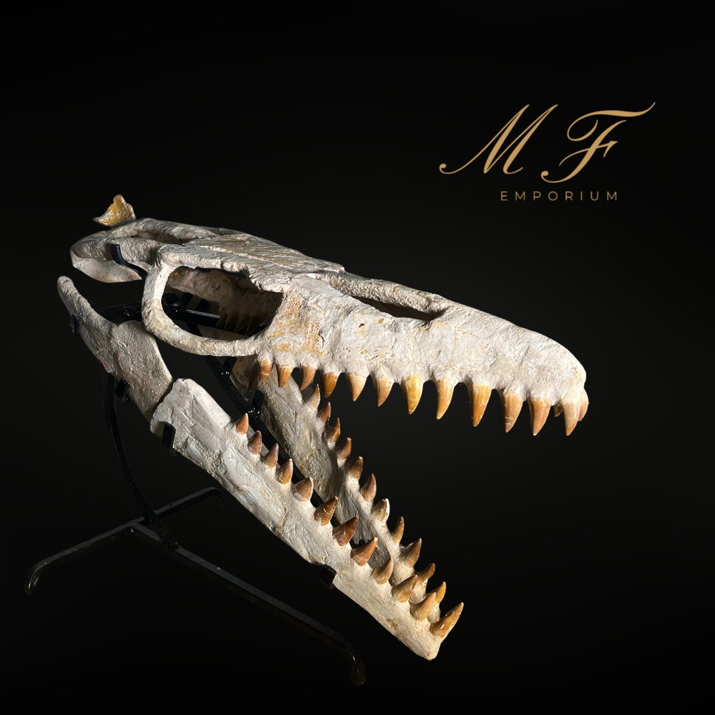 Mosassauro - Crânio fóssil - Mosasaurus sp. - 34 cm - 44 cm  (Sem preço de reserva) #1.0