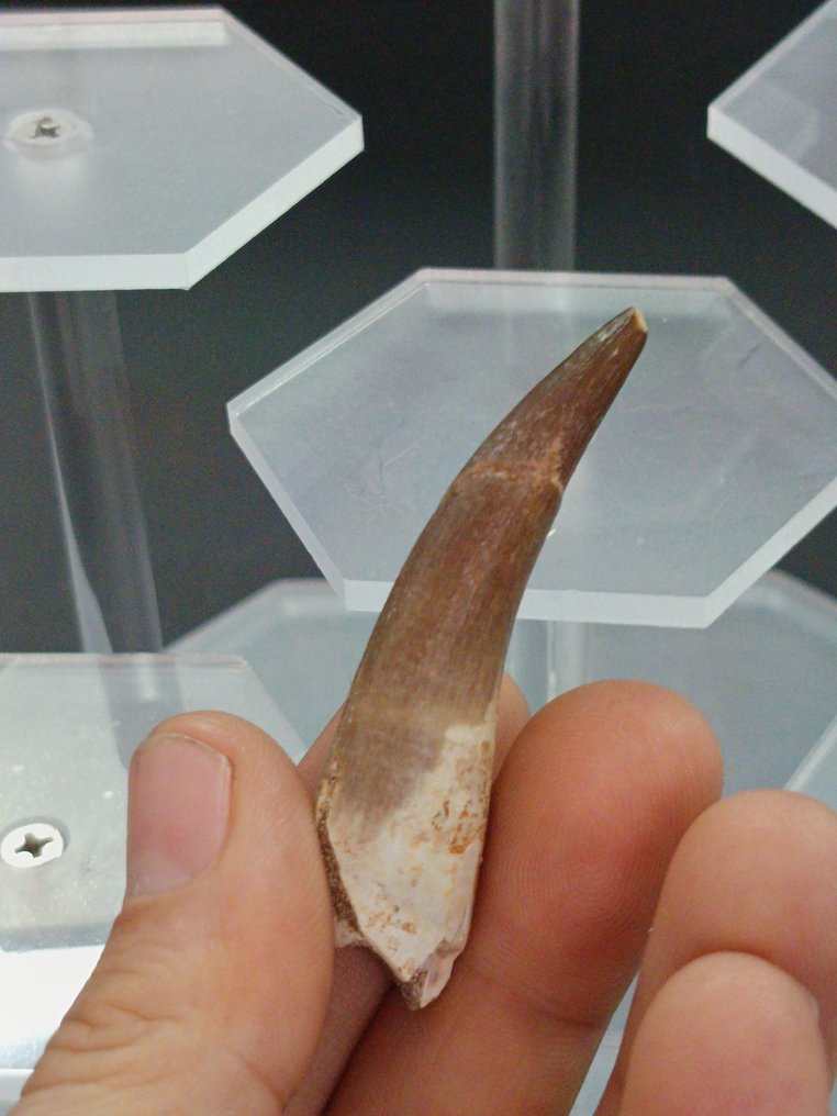 Plesiosaur - Fossil tooth - 6 cm  (No Reserve Price) #3.2