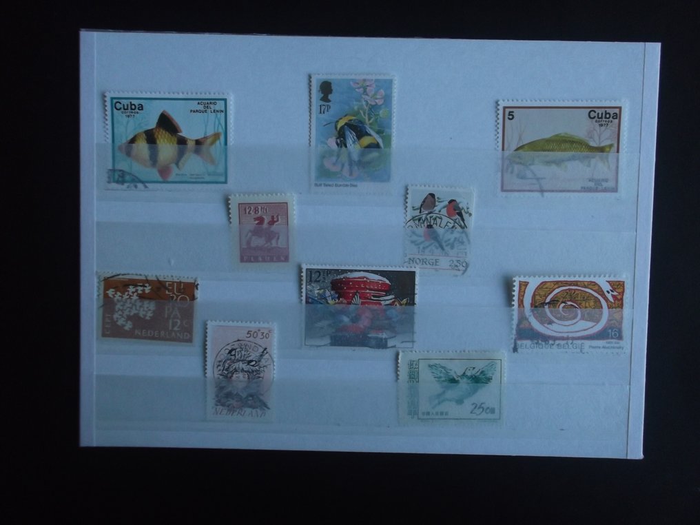 World  - Fauna according to description. #3.2