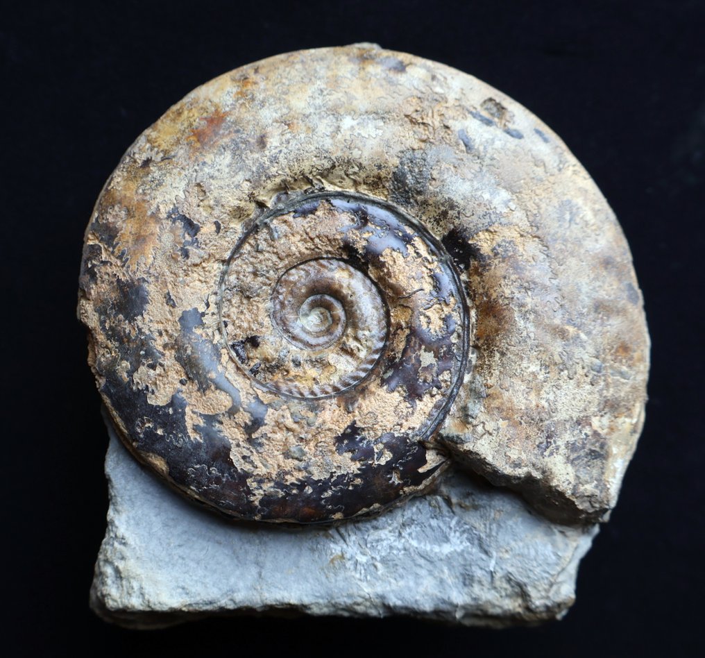 Ammonites do Toarciano - Carapaça fóssil - Hildoceras bifrons - 20 cm - 0 cm  (Sem preço de reserva) #2.1