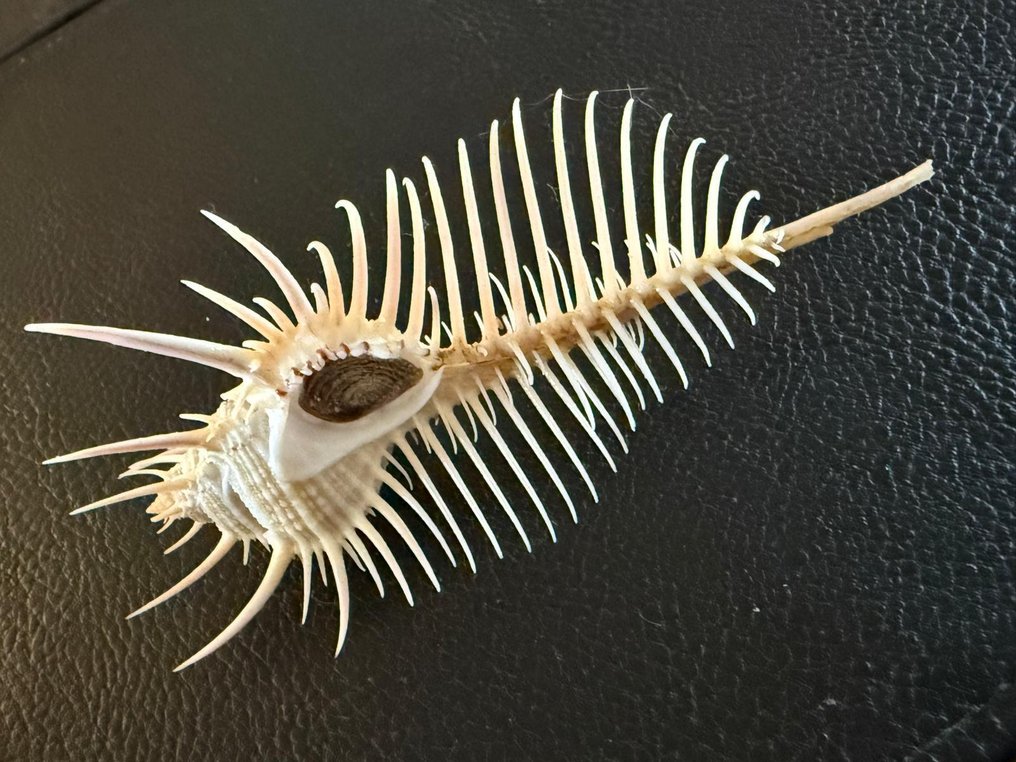 Conch Κοχύλι - Murex Pecten  (χωρίς τιμή ασφαλείας) #1.0