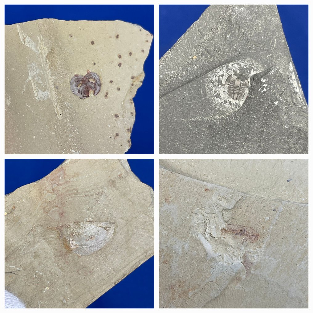 extremely old cambrian fossils (collection) - Fossil skeleton -  Isopyx minor, Malungia laevigata, Leanchoilia illecebrosa, Bradoriida - 7 cm - 7 cm  (Ohne Mindestpreis) #1.0