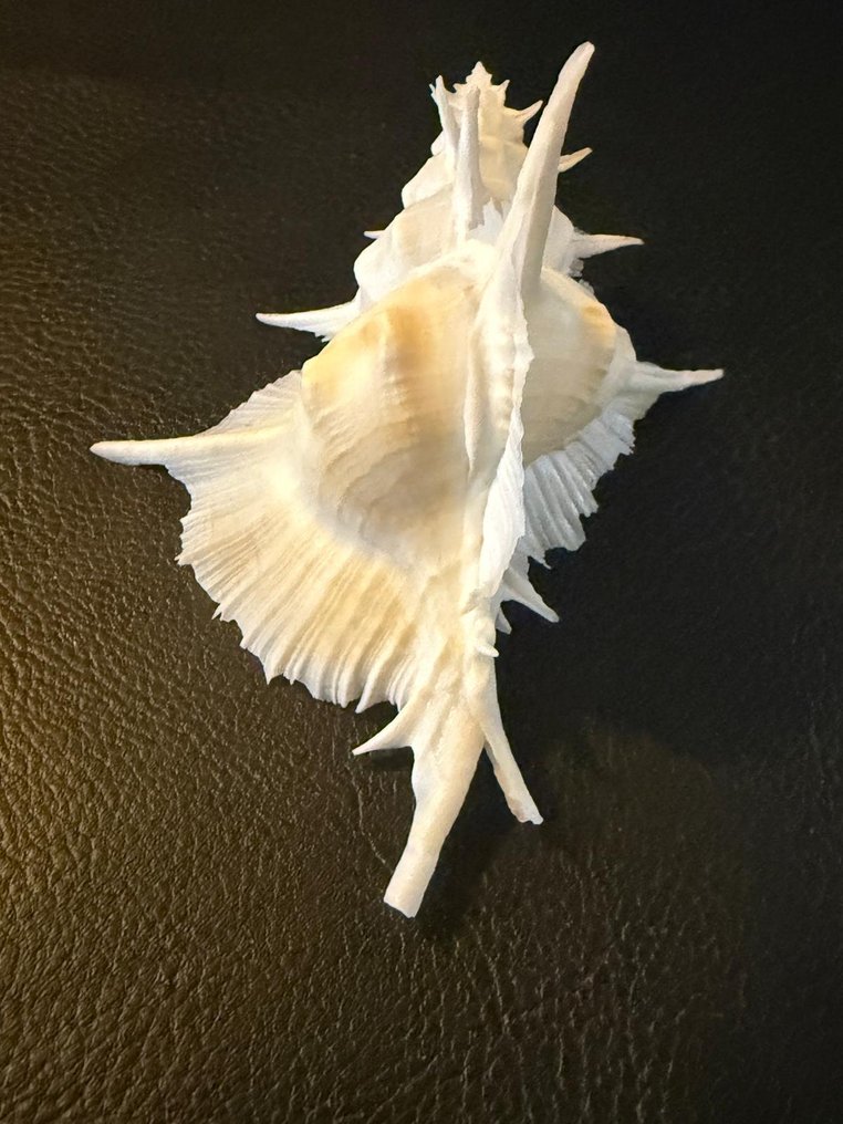 Sea Snail Sea shell - Murex Alabaster  (No Reserve Price) #1.0