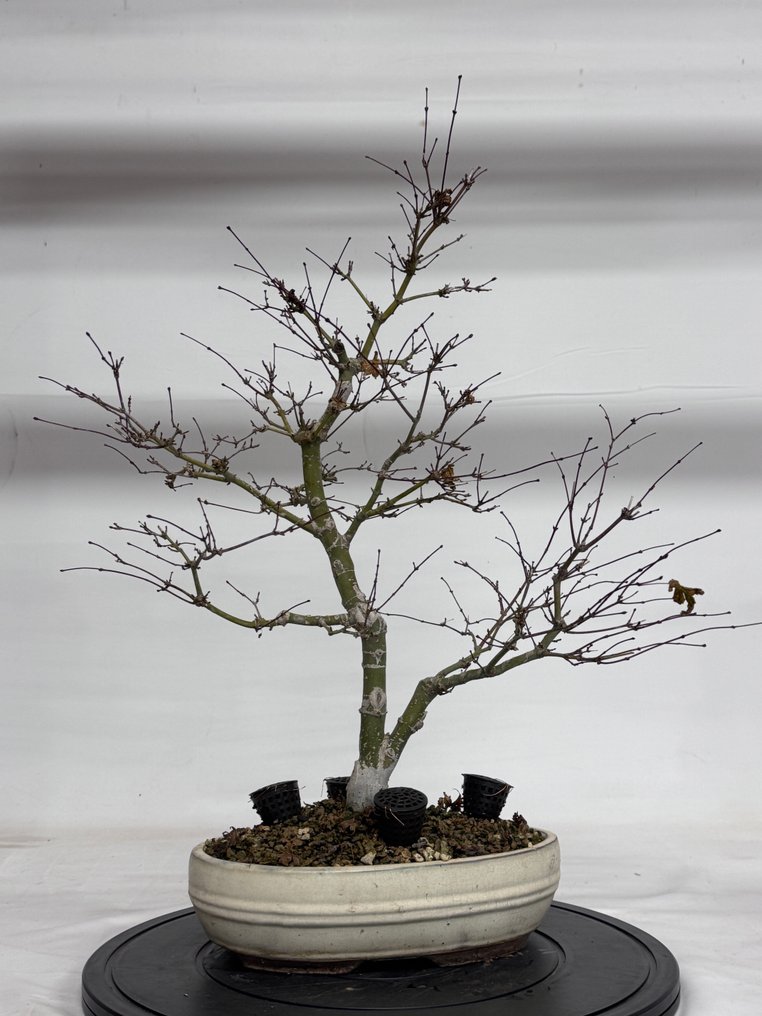 Japanese maple bonsai (Acer palmatum) - Height (Tree): 50 cm - Depth (Tree): 30 cm - Japan #1.0