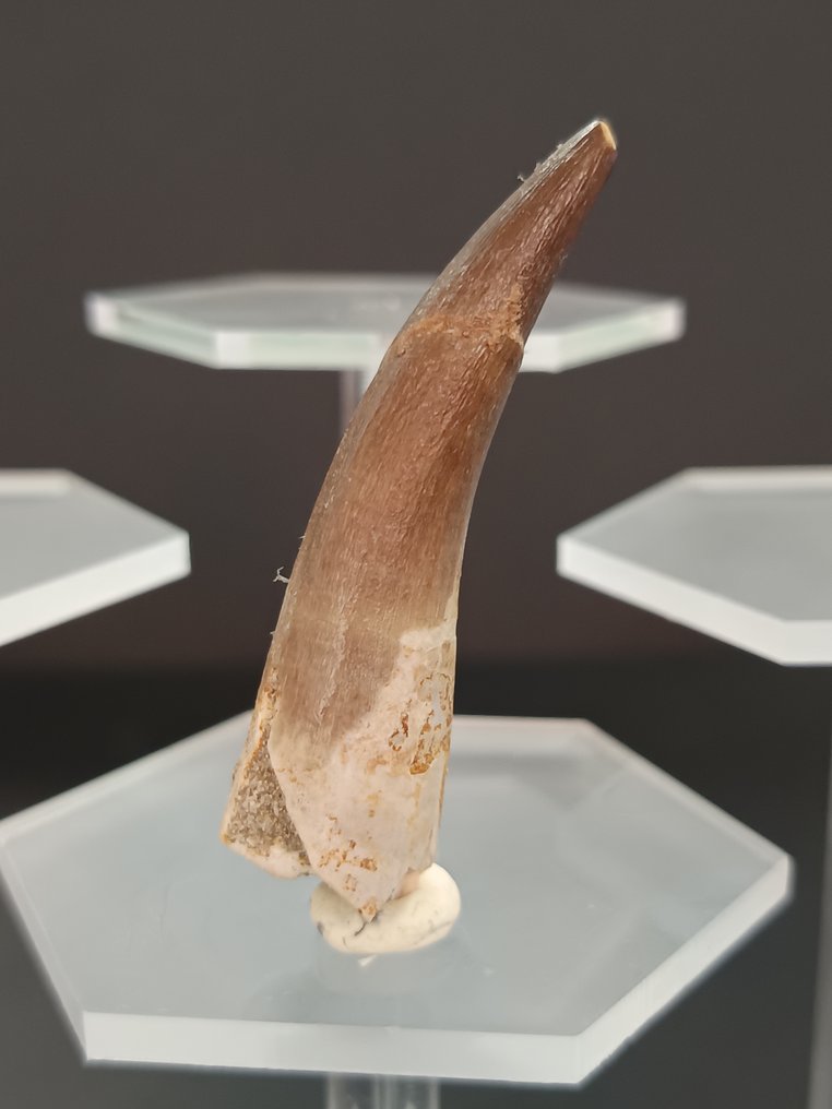 Plesiosaur - Fossil tooth - 6 cm  (No Reserve Price) #4.3