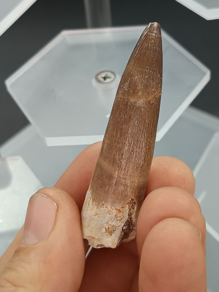 Plesiosaur - Fossil tooth - 6 cm  (No Reserve Price) #2.1