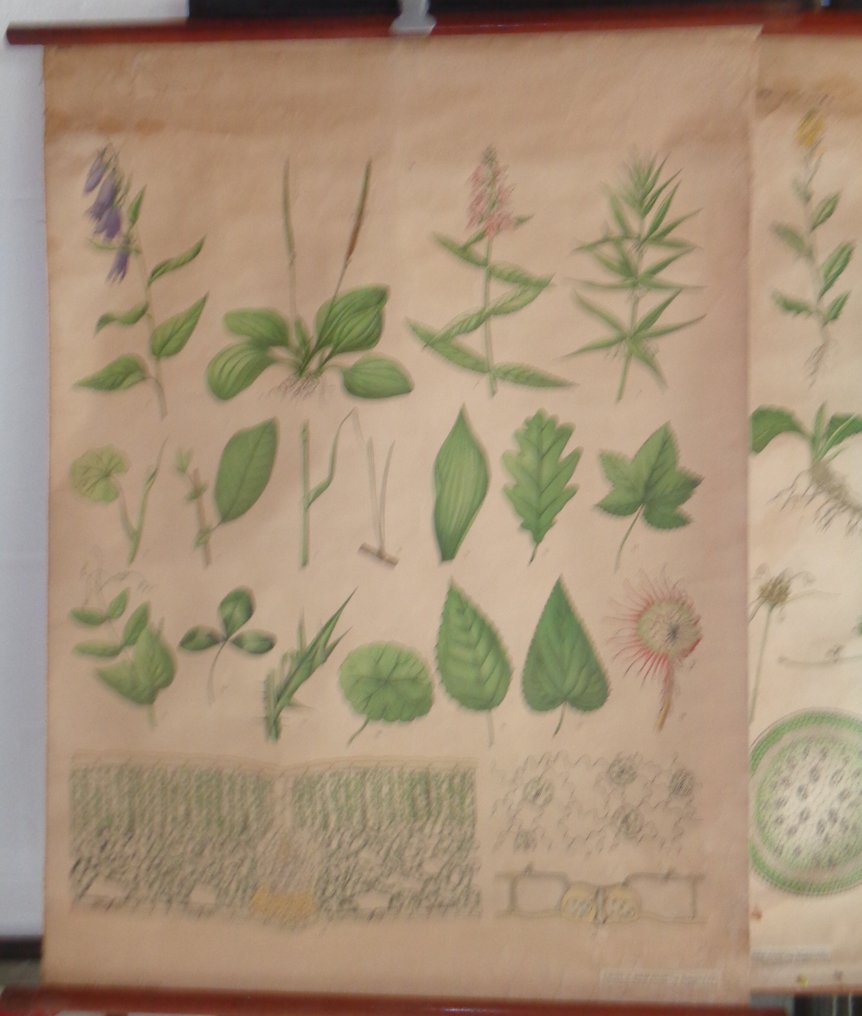 Racines-Tiges-Feuilles - 带孔的学校海报 - 学校地图 (3) - 可卷式海报 - 黄麻纤维, 纸 #2.1