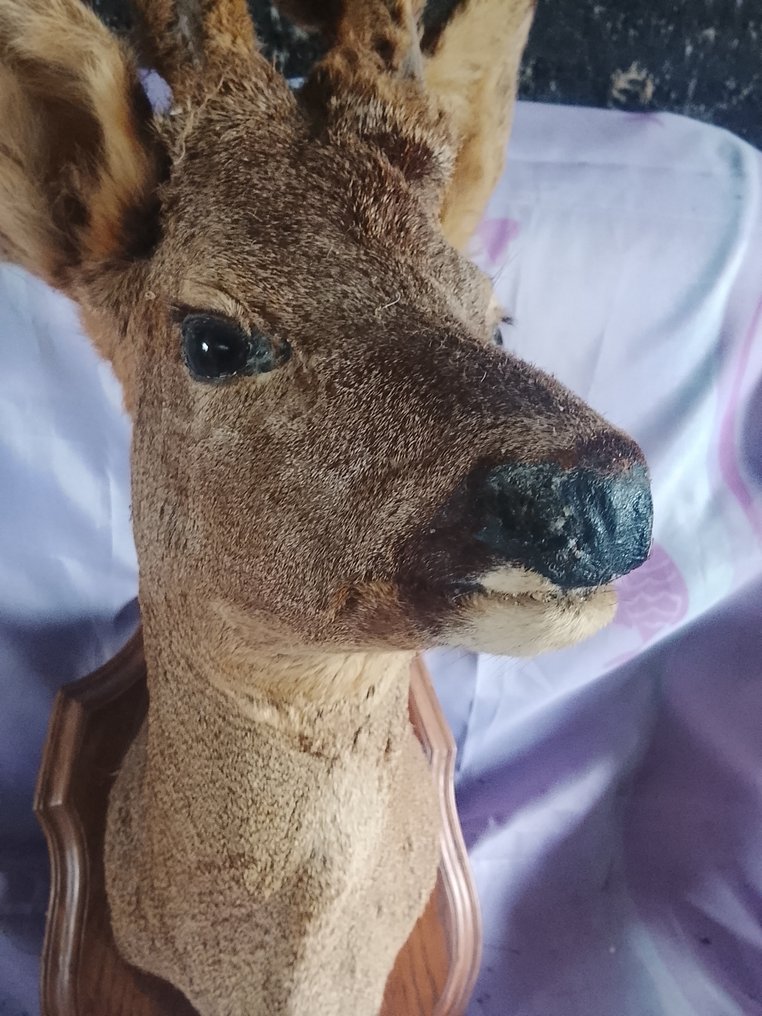 Metsästyspalkinto #4.3