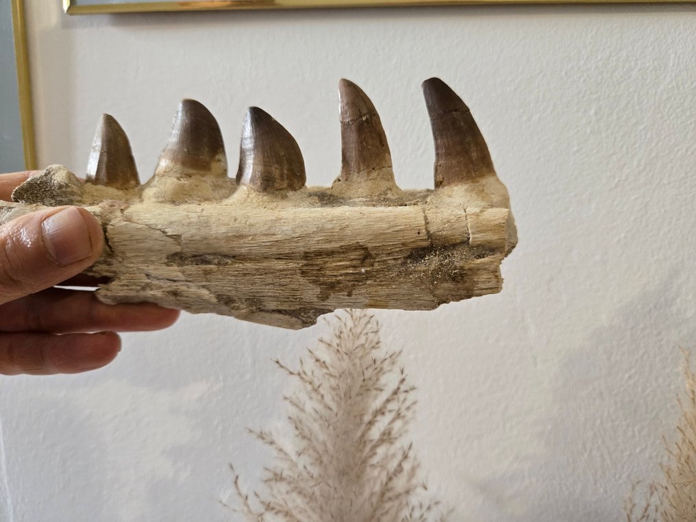 Mosasaurus - Gefossiliseerde kaak - 16 cm - 8.5 cm (Zonder Minimumprijs) #1.0