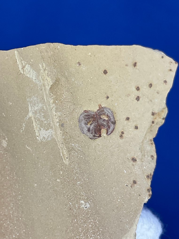 extremely old cambrian fossils (collection) - Fossil skeleton -  Isopyx minor, Malungia laevigata, Leanchoilia illecebrosa, Bradoriida - 7 cm - 7 cm  (Ohne Mindestpreis) #3.2