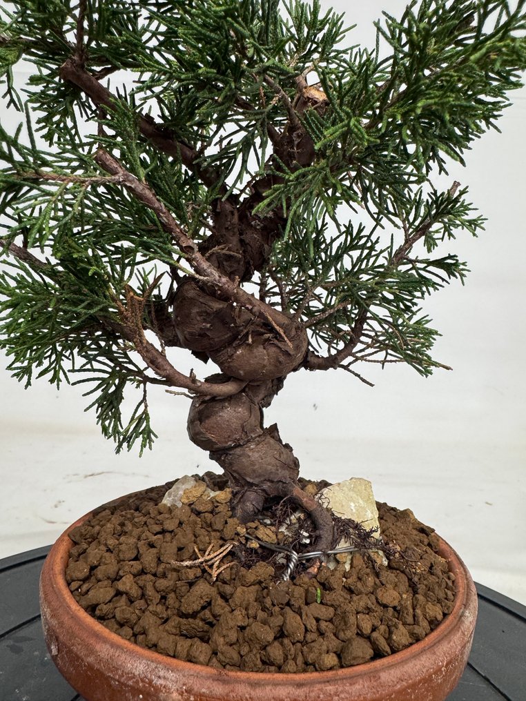Juniper bonsai (Juniperus) - Magasság (fa): 20 cm - Mélység (fa): 15 cm - Japán #2.1