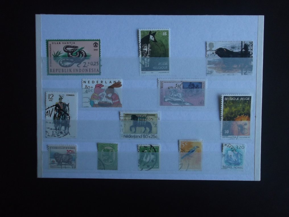 World  - Fauna according to description. #4.3