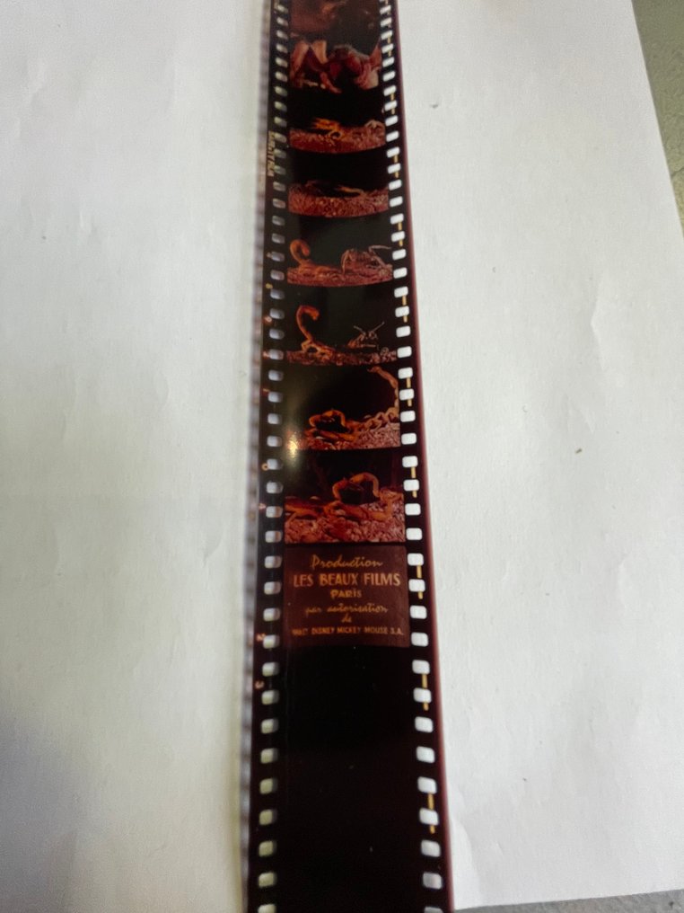 Walt Disney - Desert vivant - 6 Films fixes - 1961 #4.3