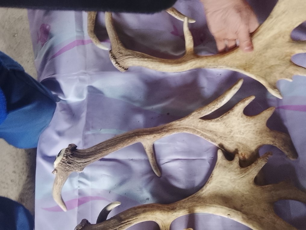 Deer Horns - daim Dama dama - 0 cm - 0 cm - 0 cm- Non-CITES species - (6) #1.0