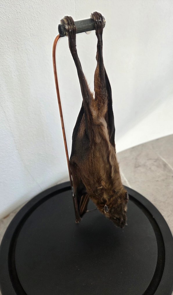 Pipistrello Allestimento tassidermico a corpo intero - Pteropodidae - 30 cm - 16 cm - 16 cm - Specie non CITES - 1 #3.2