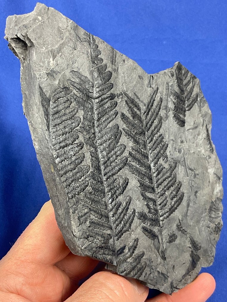 可爱的石炭纪植物化石 - 植物化石 - Pecopteris micromiltoni - 15 cm - 13 cm (沒有保留價) #4.3