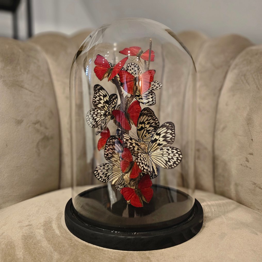 Sommerfugl Taksidermi fuld kropsmontering - Idea Leuconoe & Cymothoe Sangaris - 30 cm - 22 cm - 22 cm - Ikke-CITES arter - 12 #1.0