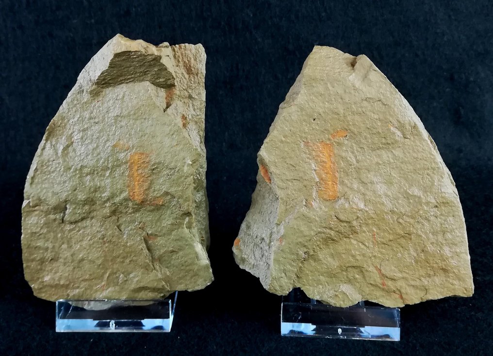 Extraordinary Pseudoangustidontus!!! - Fossilised animal - Pseudoangustidontus duplospineus (Van Roy & Tetlie, 2006) Origen - 9 cm - 8.5 cm  (No Reserve Price) #2.1