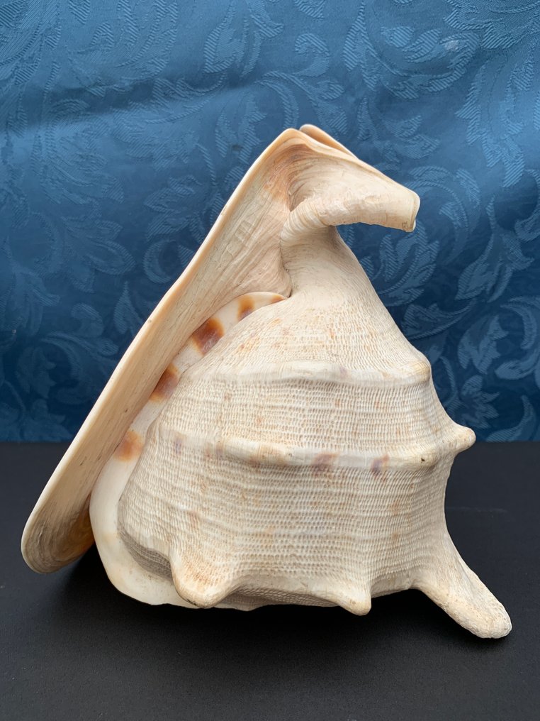 Large Triton's Trumpet Shell  Clam - Charonia tritonis  (Zonder Minimumprijs) #3.2