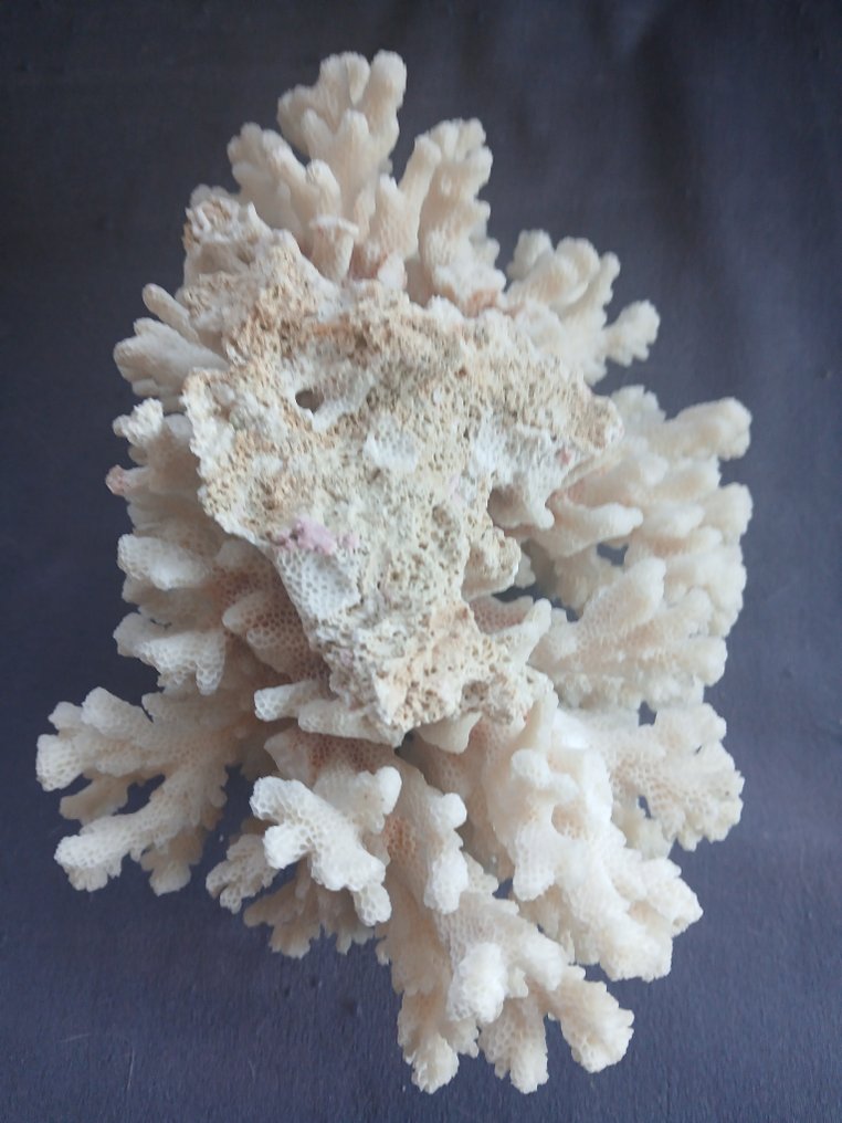 Stony Coral Κοράλλι - acropora humilis  (χωρίς τιμή ασφαλείας) #3.2
