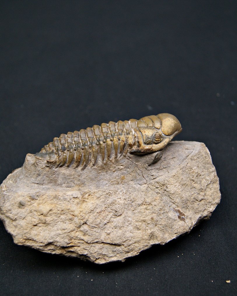 Trilobite - Animal fossilisé - Crotalocephalus gibbus alta calidad #1.0