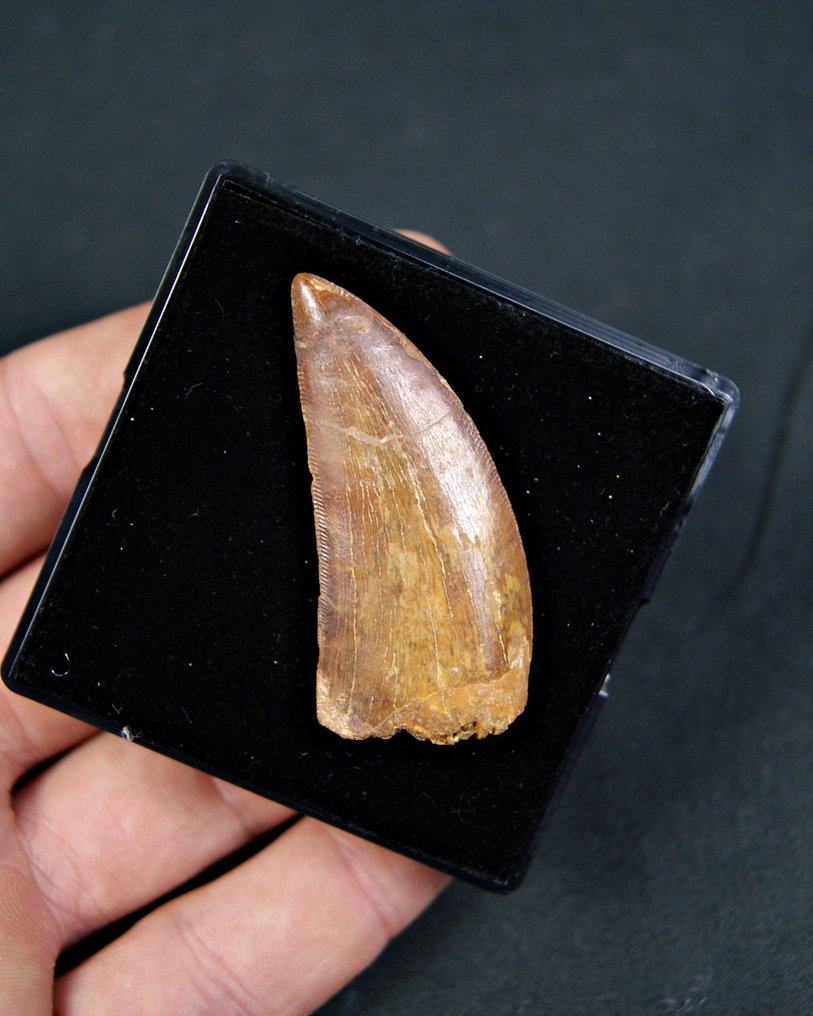 Dinosaurier - Fossiler Zahn - Carcharodontosaurus Saharicus #1.0