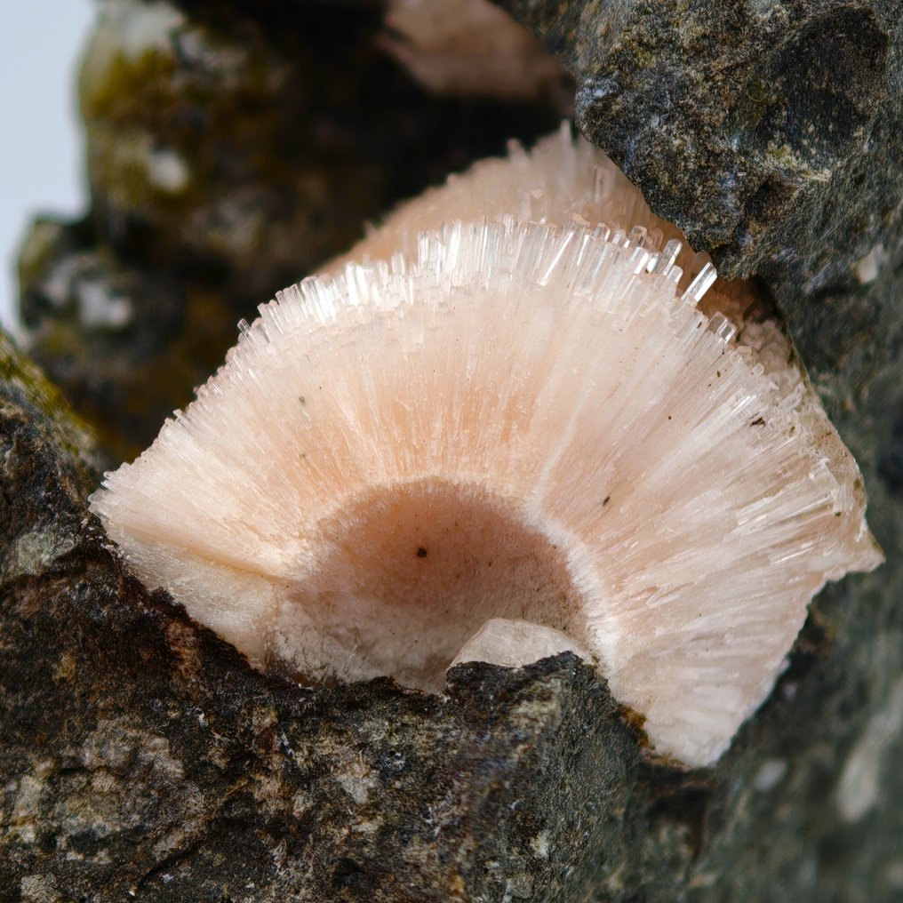 Fantastic geode with pink spherical natrolite, Italian Alps. Crystals on matrix - Height: 51 mm - Width: 37 mm- 48 g #4.3
