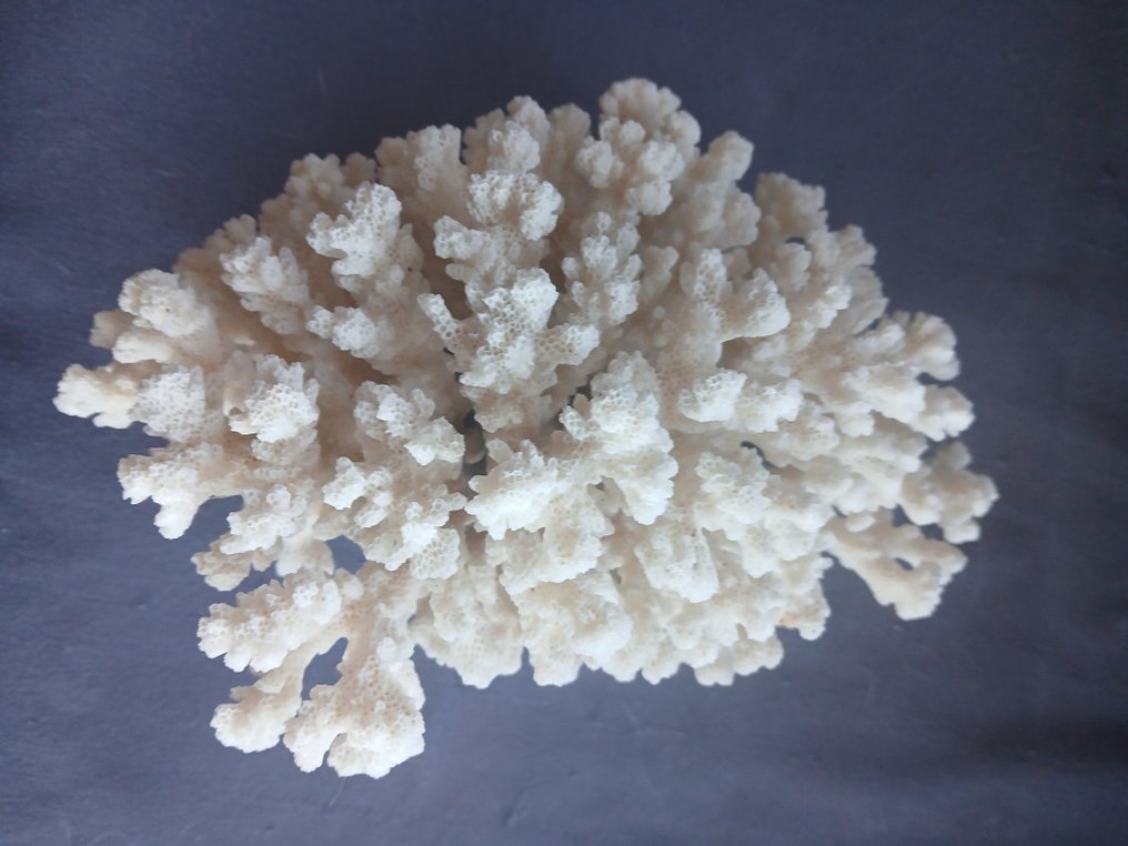 Stony Coral Κοράλλι - acropora humilis  (χωρίς τιμή ασφαλείας) #2.1