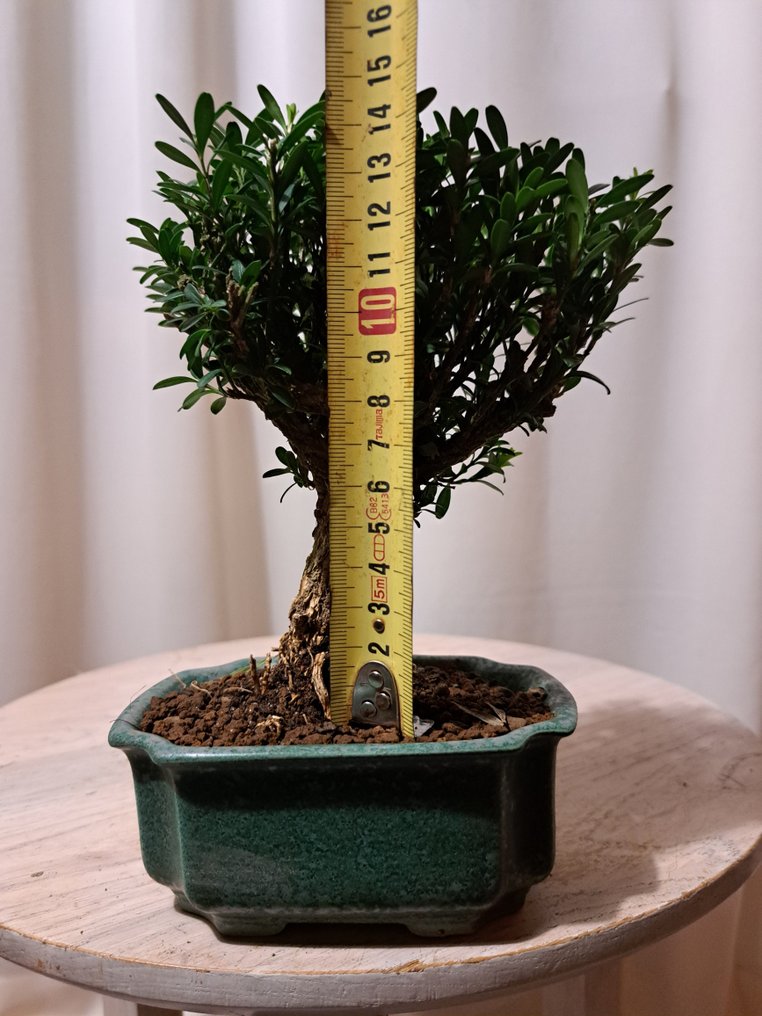 Μπόνσάι Buxus Harlandii σε πιατέλα για μπόνσάι. - Ύψος (Δέντρο): 15 cm - Βάθος (Δέντρο): 13 cm - Ιαπωνία #2.1