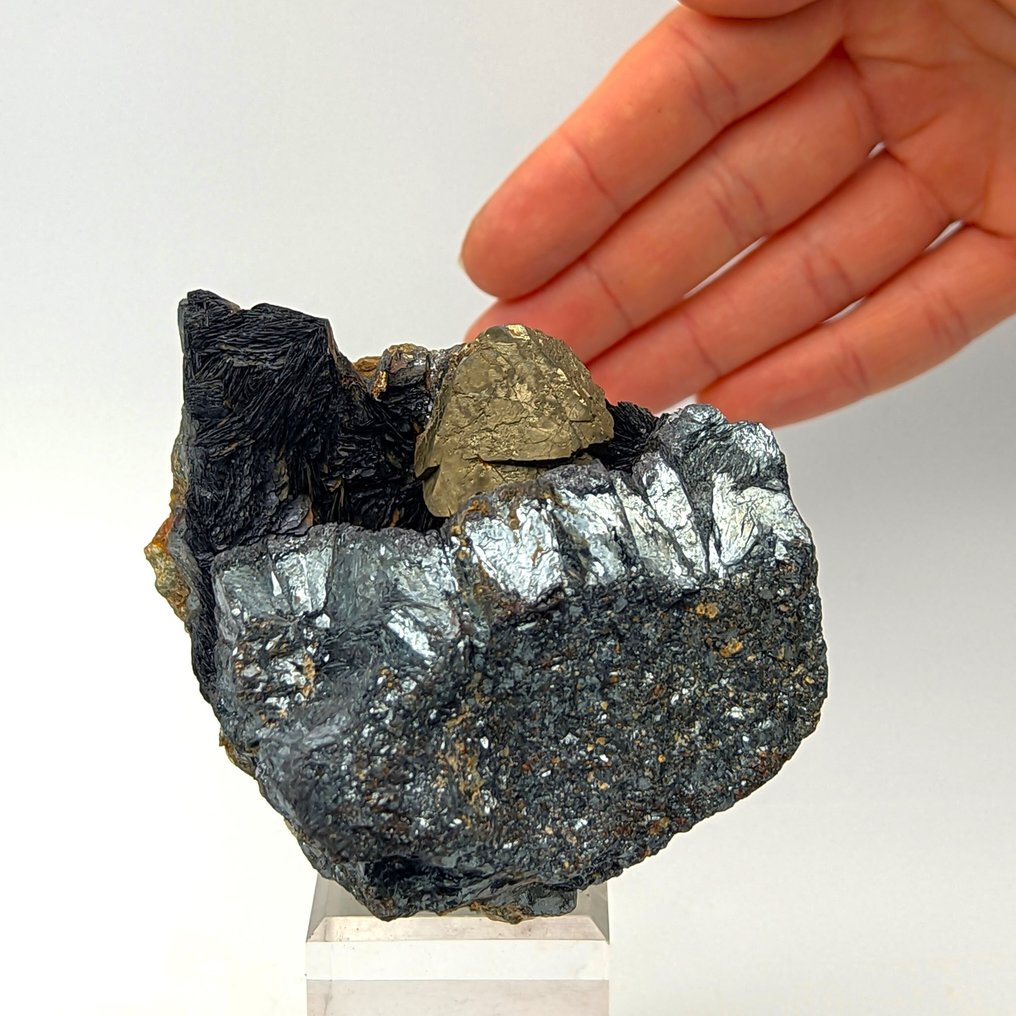 Pirite octaédrica dourada em geode de emathite, Brosso. Geodes - Altura: 99 mm - Largura: 75 mm- 578 g #1.0